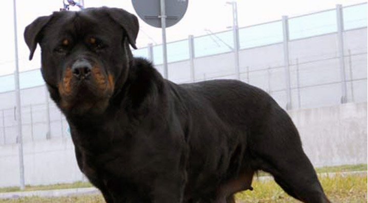 Lombardore: rottweiler azzanna il padrone all’avambraccio. L’uomo è stato operato al Cto
