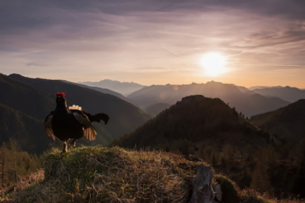 Gran Paradiso: la giuria ha proclamato i vincitori del concorso internazionale “Fotografare il Parco”