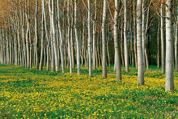 La foto della settimana: i pioppeti e i fiori di tarassaco nella rigogliosa campagna sangiorgese