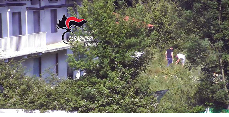 Corio: scoperta una piantagione di marijuana in una frazione. Quattro persone in manette