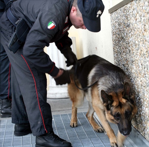 Volpiano, panettiere nascondeva la droga tra i sacchi di farina. Incastrato dal fiuto del cane Quark