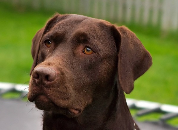 Castelnuovo Nigra: uccise il Labrador che aveva azzannato il suo setter. Condannato cacciatore