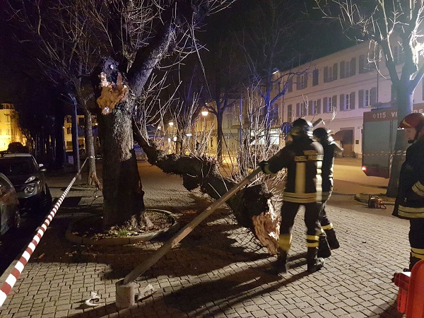 Tragedia sfiorata a Rivarolo: un albero crolla rovinosamente nel viale di corso Torino