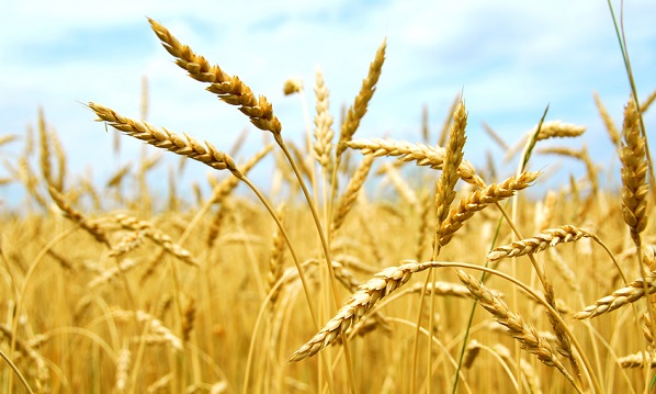 Canavese, l’Asl To4 attiva lo Sportello Informativo Celichia rivolto al comparto alimentare