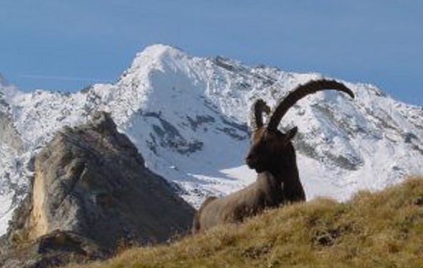 Parco del Gran Paradiso: i sindaci fanno pressing sulla politica per la ripresa economica delle Valli