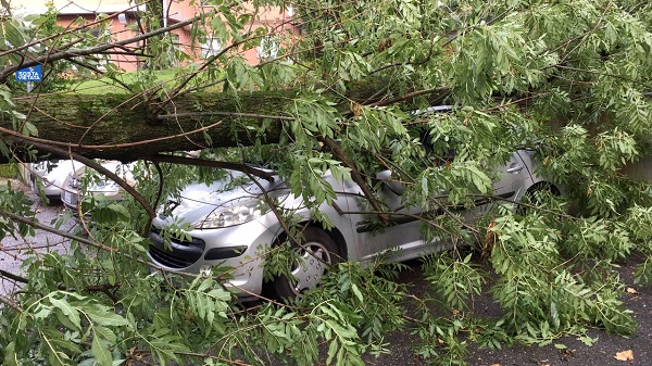 Maltempo: a Leinì un albero crolla su una Fiat Panda. Illeso il conducente. Danni a Caselle e Volpiano