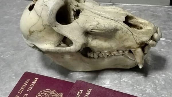 Caselle, viaggiava con il cranio di un babbuino in valigia. Passeggero rischia di pagare 15mila euro