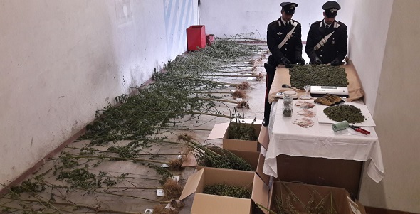 Meugliano: coltivava cannabis tra i boschi. Arrestato un operaio di 43 anni di Vico Canavese