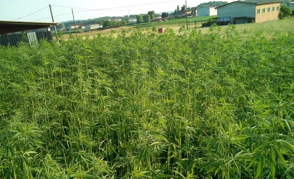 Canapa industriale, allarme nel Canavese: la nuova legge mette in ginocchio produttori e commercianti