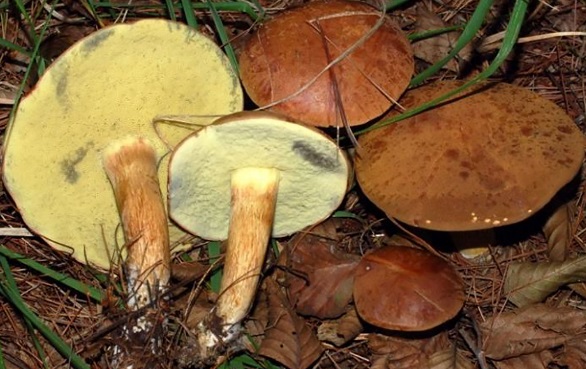 Valchiusella, è allarme per i funghi radioattivi di Meugliano. Dopo 30 anni Chernobyl colpisce ancora