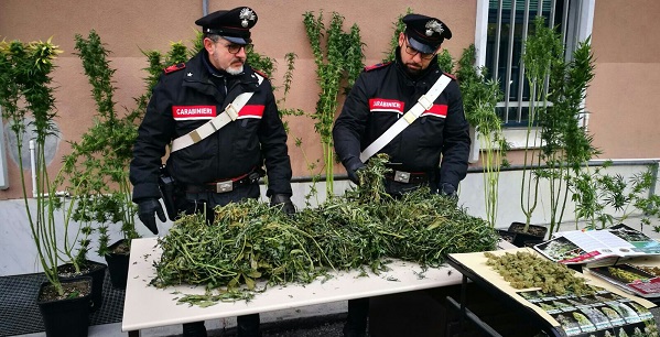Rueglio: in casa aveva una vera e propria piantagione di cannabis. Tradito dall’odore della marijuana