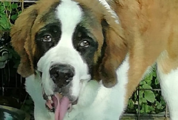 Orrore a Caravino: uccisa a fucilate una cucciola di San Bernardo. Lo sdegno del popolo del web