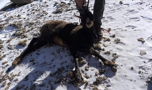 Ceresole Reale: Camillo, il camoscio salvato sul lago ghiacciato dai vigili del fuoco, è deceduto