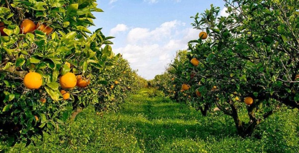 Piogge anomale: Coldiretti lancia l’allarme per i frutteti piemontesi. Chiesto l’intervento della Regione