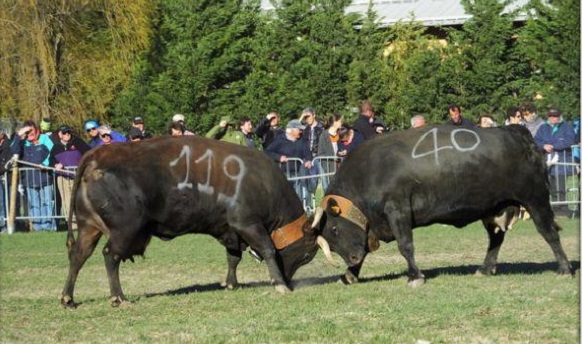 Favria: nella prima settimana di aprile la 43° edizione della sentita Fiera Agricola di Sant’Isidoro