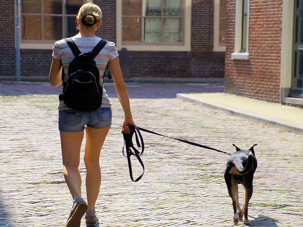 Chivasso: animali maltrattati e che sporcano. Le guardie zoologiche controllano la città