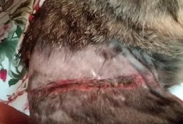 Sadici che odiano i gatti in azione a Borgofranco: micio rischia la vita a causa delle trappole-cappio