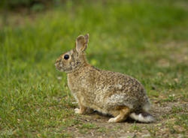 Borgaro: catturava minilepri con trappole artigianali. Denunciato bracconiere 77enne