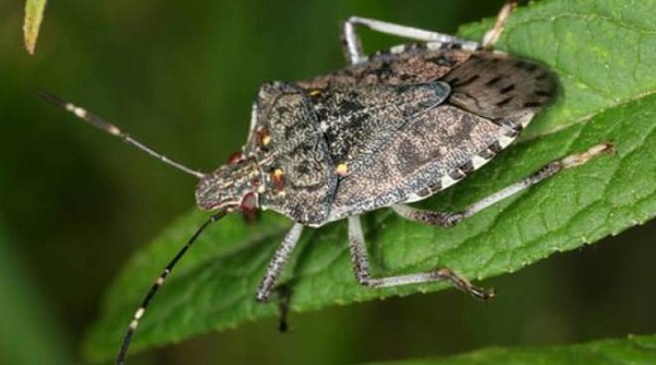 Agricoltura: è emergenza cimice asiatica. In Canavese e Piemonte danni per 180 milioni di euro