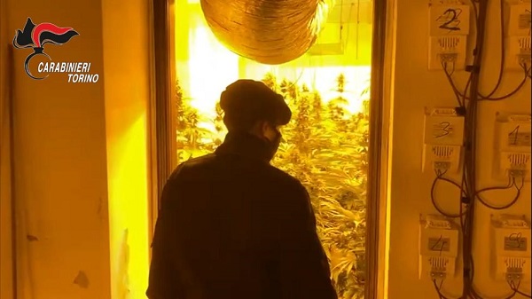 Un casolare in collina trasformato in “fabbrica di marijuana”. I carabinieri arrestano 4 persone