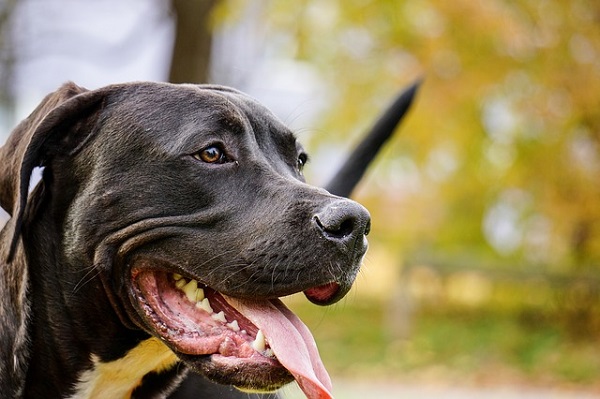 Front: non sarà abbattuto il pitbull che aggredì i padroni che volevano togliergli un riccio dalle fauci