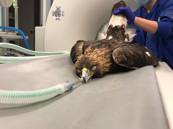 Traversella: in prognosi riservata una giovane aquila reale recuperata sulla strada per Fondo
