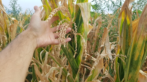 Dazi Usa, Coldiretti Torino lancia l’allarme: a rischio l’export agroalimentare locale