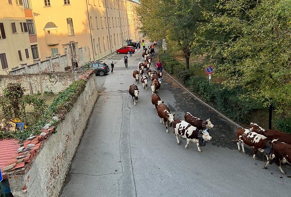 Favria-Front Canavese: incidente durante la transumanza bovina. Mucca ferisce un allevatore