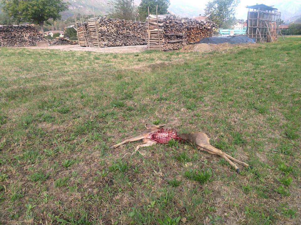 Borgofranco d’Ivrea: i lupi sbranano un capriolo alle porte del paese. Il sindaco lancia l’allarme