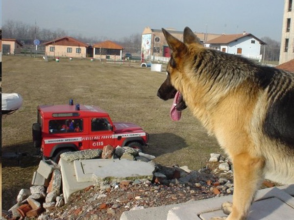 Volpiano, approvato all’unanimità l’ampliamento della scuola delle unità cinofile dei vigili del fuoco
