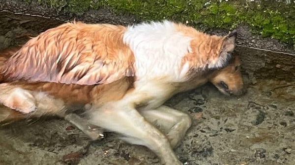 Allarme esche killer a Castellamonte: cane trovato morto sulla provinciale per Castelnuovo, analisi in corso