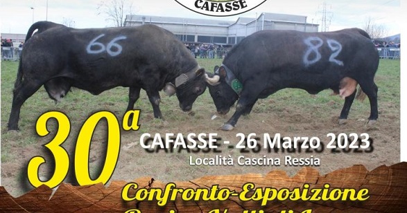 Il 26 marzo riparte da Cafasse il circuito dei confronti tra le mucche Regine delle Valli di Lanzo