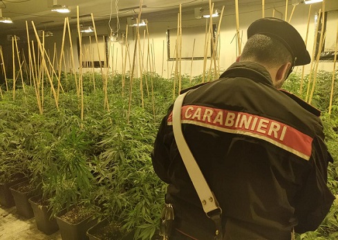 Romano Canavese: piantagione di marijuana in un capannone in disuso. Quattro in manette