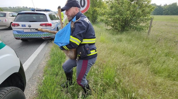Scarmagno: capriolo salvato dalla Polizia stradale sull’autostrada Torino-Aosta