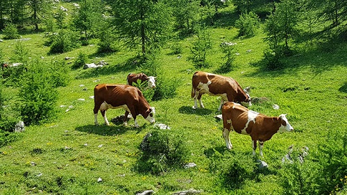 Monticazione in alpeggio, una pratica antica che nelle valli torinesi vale 7 milioni di euro e impiega 3.200 addetti