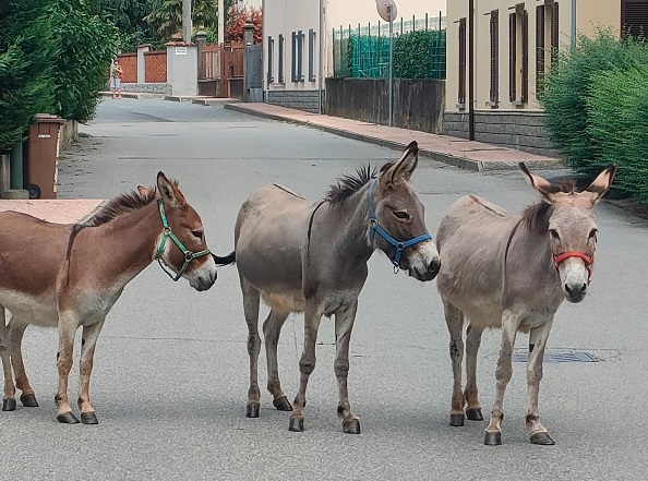 Asinelli in fuga: passeggiata notturna tra le strade di Castellamonte. Traffico bloccato