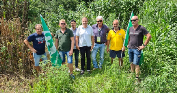 I cinghiali sono una piaga in tutto il Canavese. Gli agricoltori: “Hanno dalla loro parte cacciatori e animalisti”