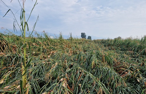Previsioni meteo: è allerta gialla per grandinate, nubifragi e temporali. La situazione