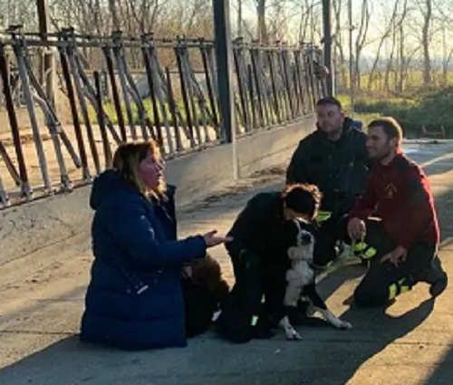San Francesco al Campo: un cane rischia di annegare in una vasca per la raccolta dell’acqua piovana