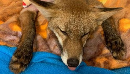 Nel 2023 recuperati 5mila animali selvatici in difficoltà. Rinnovato il progetto Salviamolinsieme