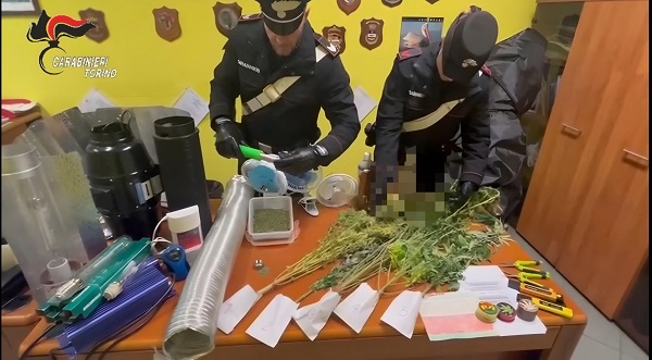 San Benigno Canavese: coltivava marijuana in una serra in casa. Denunciato un uomo di 34 anni
