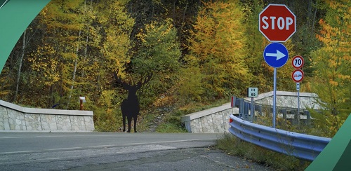 Canavese: con l’App S.P.I.A. finalmente si prevengono gli incidenti stradali con la fauna selvatica