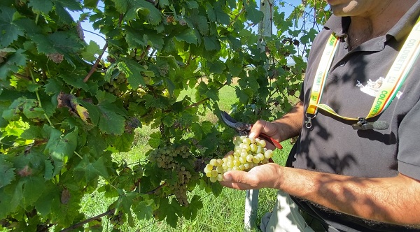 Parte la vendemmia nel Torinese e in Canavese, crolla la produzione per il cambiamento climatico