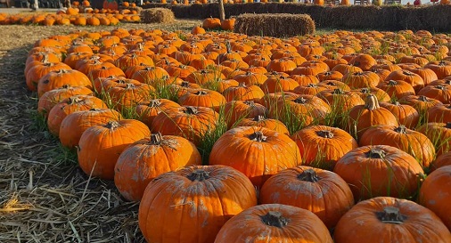 A Favria torna il Villaggio della Zucca: sei settimane di festa tra giochi, laboratori e sculture naturali