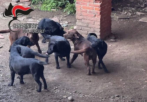 Cuccioli in vendita senza pedigree e microchip: sequestrati 12 cani a Scarmagno. Denunciato un allevatore
