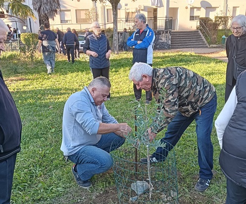 Chivasso, al Borgo Sud Est piantumato “l’Ulivo del Ricordo” dedicato ai residenti del quartiere defunti