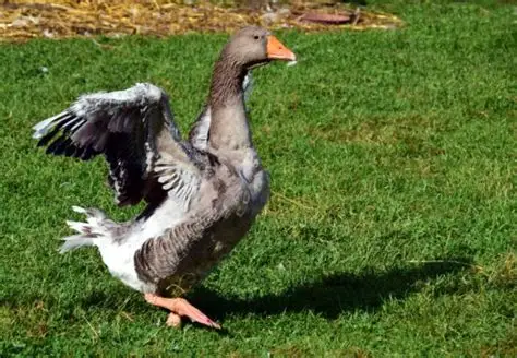 Influenza aviaria, riscontrata una positività nel sud-ovest del Canavese: scattano le misure di sorveglianza