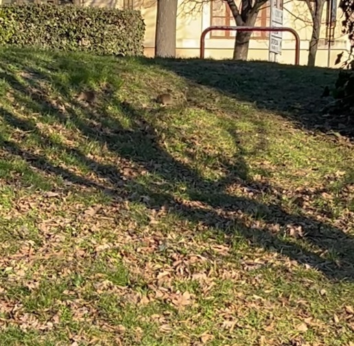 Tra ratti e incuria, i giardini di Ivrea finiscono sotto accusa sui social: cresce la protesta dei cittadini