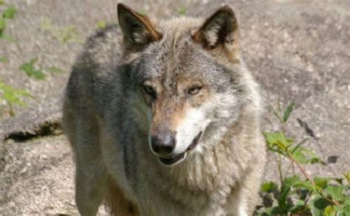 Pertusio, avvistato un lupo: attacco a un gregge nonostante il recinto elettrificato. Scatta l’allerta del Comune