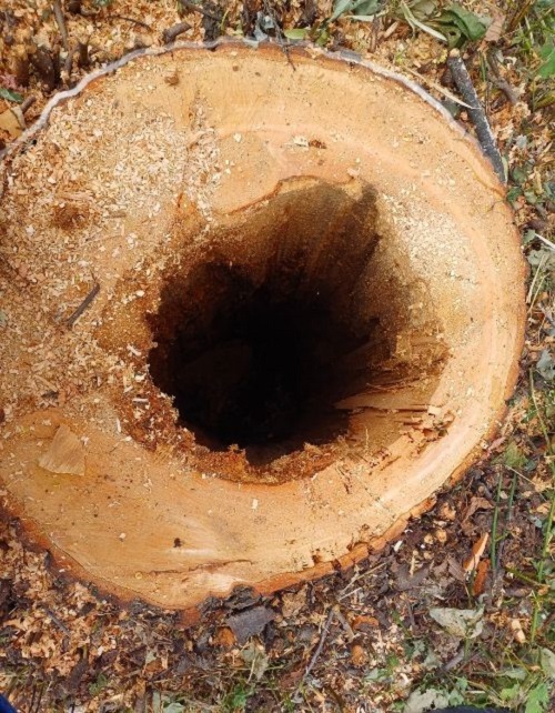 Rocca Canavese, polemiche sul taglio degli alberi al parco giochi: il sindaco Lajolo: “Parlo con i fatti, non con gli insulti”